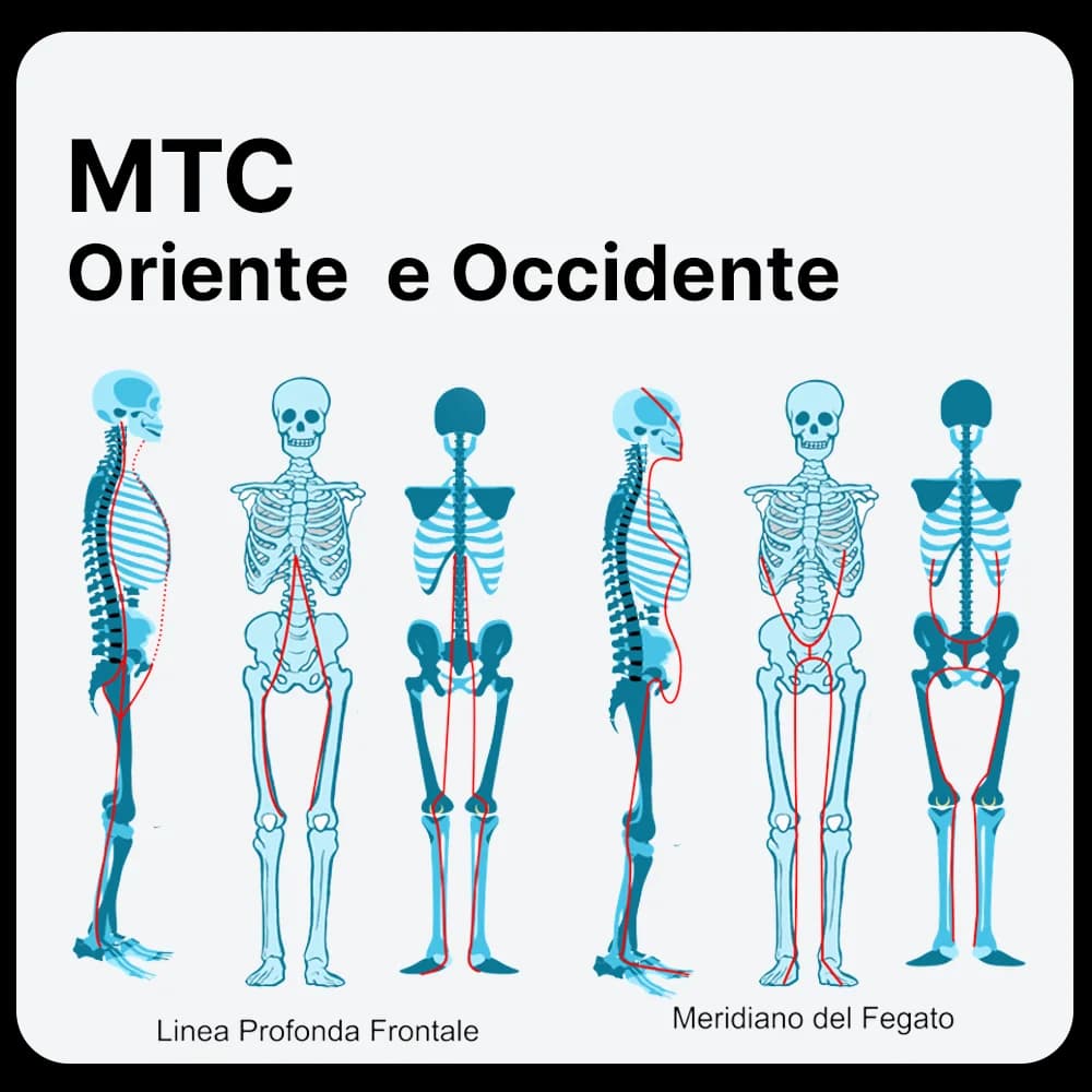 Meridiani miofasciali myers